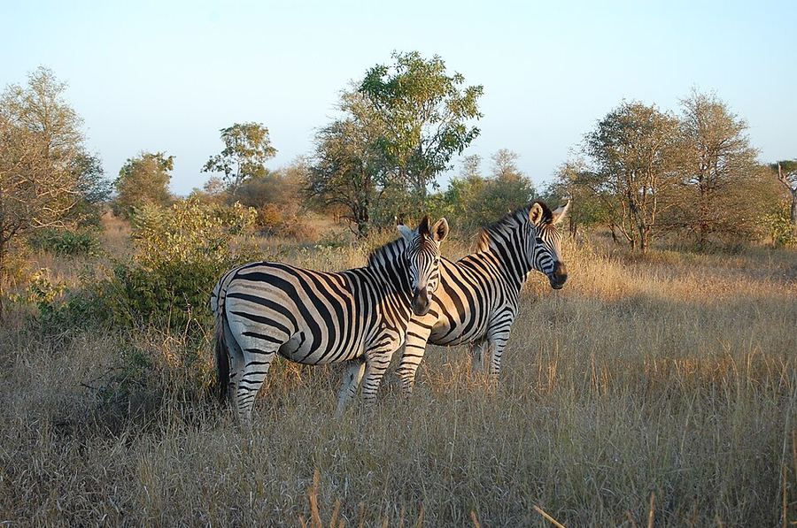Kruger National Park